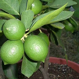 Лайм Мексиканский