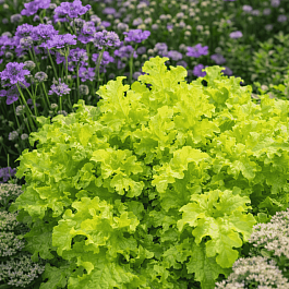 Гейхера Lime Ruffles