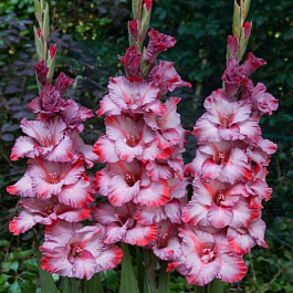 Гладиолус крупноцветковый Анна Вильямс