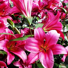 Лилия ОТ-гибрид Пёпл Принц НАБОР 2ШТ (2+2) Лилия ОТ-гибрид Пёпл Принц НАБОР 2ШТ (2+2)