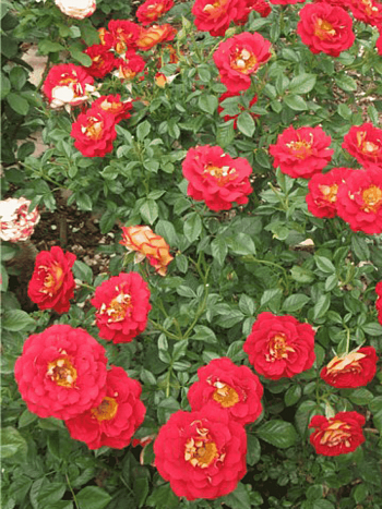 Роза Флорибунда Ketchup & Mustard