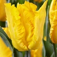 Тюльпан попугайный Yoko Parrot