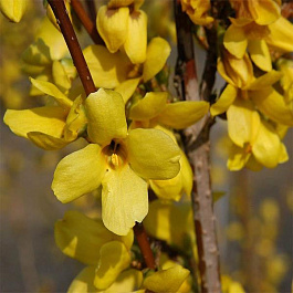 Форзиция промежуточная Арнольд Жиант