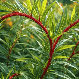 Ива сахалинская Sekka