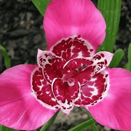 Тигридия Lilac