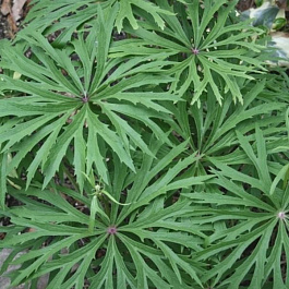 Синейлезис борцоволистный