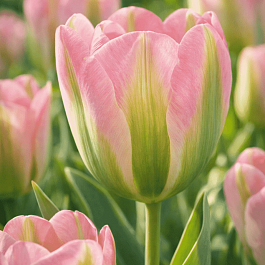 Тюльпан Greenland