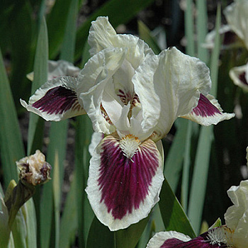 Ирис карликовый Блек Черри Дилайт