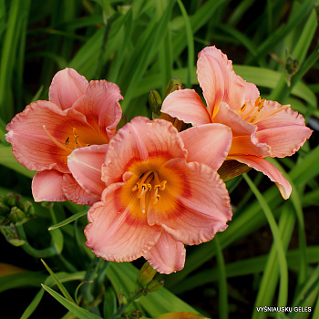 Лилейник гибридный Siloam Little Girl Лилейник гибридный Siloam Little Girl