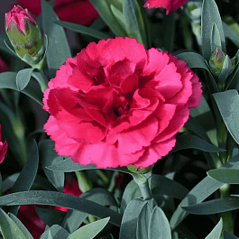 Гвоздика Colores Dulce