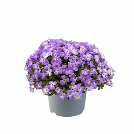 Аубриета Blue White Bicolour