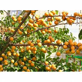 Абрикос обыкновенный Хабаровский