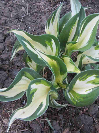 Хоста Paul Revere