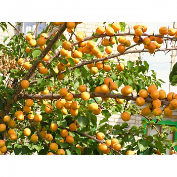 Абрикос обыкновенный Хабаровский