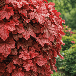 Гейхерелла Redstone Falls