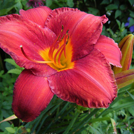 Лилейник гибридный Чикаго Апач НАБОР 2ШТ (1+1)