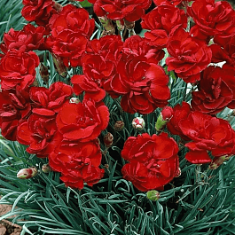 Гвоздика гратианополитанская Desmond