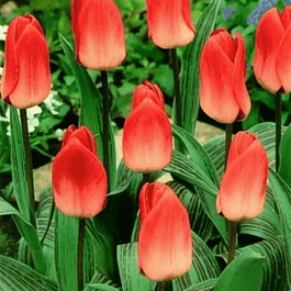 Тюльпан Diantha