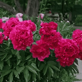 Пион Молочноцветковый Felix Crousse