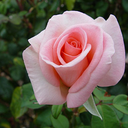 Роза чайно-гибридная Фламинго