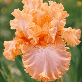 Ирис германский Apricot Silk