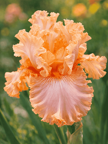 Ирис германский Apricot Silk