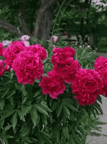 Пион Молочноцветковый Felix Crousse