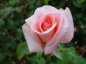 Роза чайно-гибридная Фламинго