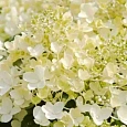 Гортензия метельчатая Milk and honey