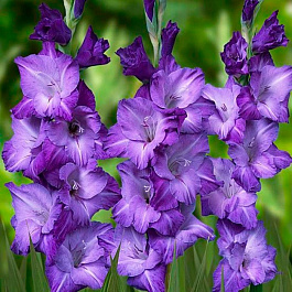 Гладиолус крупноцветковый Блу Маунтин