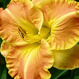 Лилейник Beyond Riches