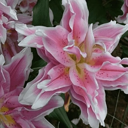 Лилия Roselily Natalia