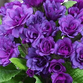 Примула махровая Purple Storm
