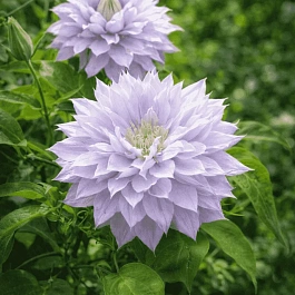 Клематис гибридный Belle of Woking