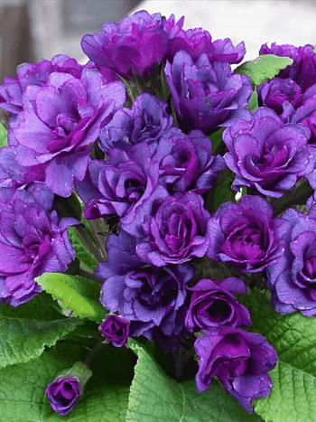 Примула махровая Purple Storm
