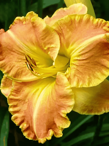 Лилейник Beyond Riches