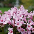 Вейгела цветущая Pink Poppet