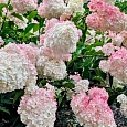 Гортензия метельчатая Vanille Fraise