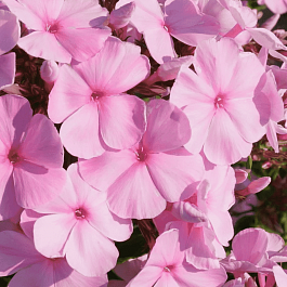 Флокс метельчатый Elizabeth Arden