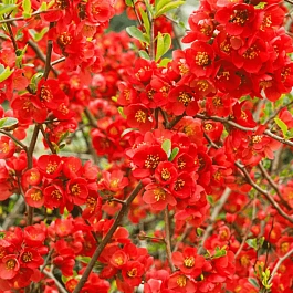 Айва превосходная Clementine