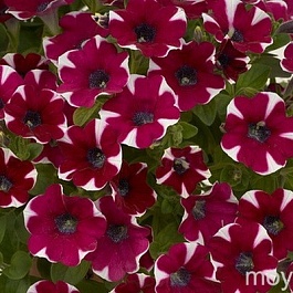 Петуния Cascadias Bicolor Cabernet