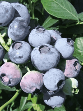 Голубика высокорослая Aurora