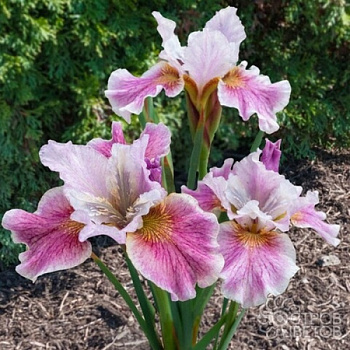 Ирис сибирский Фэнси ми Зис НАБОР 2ШТ (1+1)