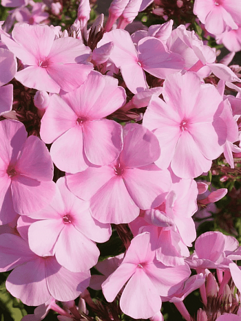 Флокс метельчатый Elizabeth Arden