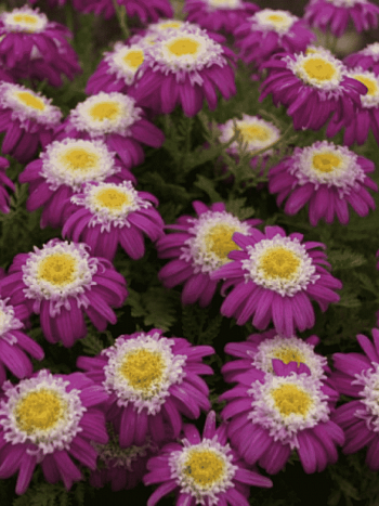 Танацетум  "Garden Treasure"