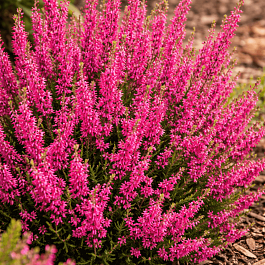 Вереск обыкновенный Disco Queen