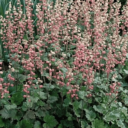 Теллима крупноцветковая