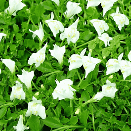 Мазус ползучий Albus