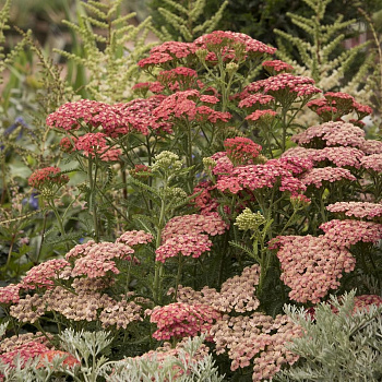 Тысячелистник обыкновенный Тутти Фрутти Пайнэппл Манго