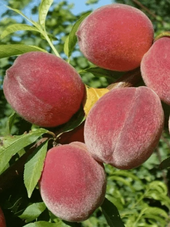 Персик Фаворит Мореттини